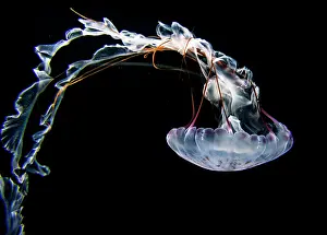 Chrysaora: Illuminated purple-striped jellyfish (Chrysaora