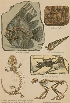 19th: Illustrated Geology and Paleontology