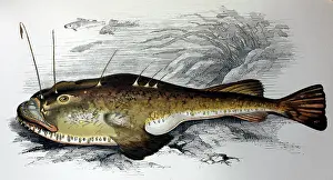 Monkfish: Illustration: Anglerfish / Sea Monkfish - from Couch 1877