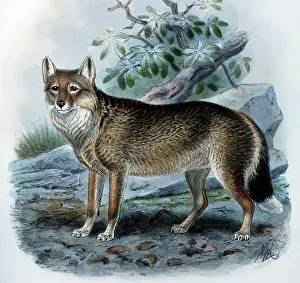 Keulemans: Illustration: Antarctic / Falklands wolf- from