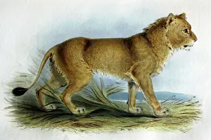 Edward: Illustration: Asian lion from Transactions Zoological