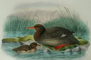 Auckland: Illustration: Auckland Island Merganser, New Zealand