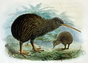 Apteryx: Illustration: Brown Kiwi- from BullerIs A history