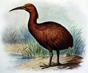 Swamphen: Illustration: Brown Swamphen- from Rothschild 1907
