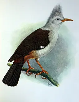 Reunion: Illustration: Crested starling / Hoopoe starling
