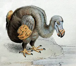 Dodos: Illustration: Dodo - from Strickland 1848