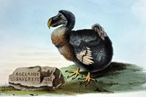 Dodos: Illustration: Dodo - from Strickland 1848