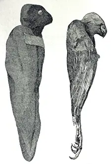 Mummy: Illustration - Eqyptian Mummy Falcons