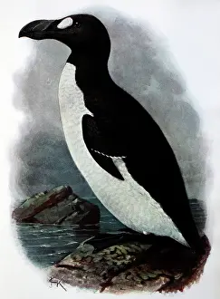 Keulemans: Illustration: Great auk - from Rothschild 1907