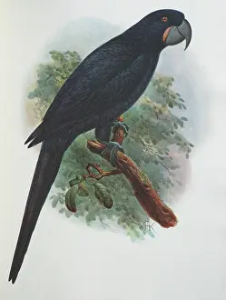 Keulemans: Illustration: Guadelupe parrot- from Rothschild
