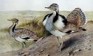 Bustards: Illustration: Houbara / MacQueen's Bustard. From Baker 1921