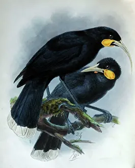 Keulemans: Illustration: Huia, male and female. From Buller