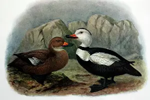 Keulemans: Illustration: Labrador duck- from Rothschild 1907