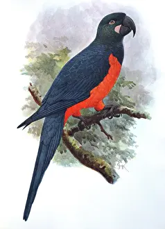 Keulemans: Illustration: Martinique parrot- from Rothschild