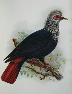 Keulemans: Illustration: Mauritius Blue Pigeon - from Rothshchild