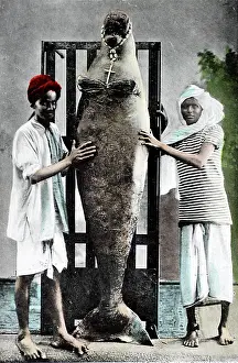 Mermaid: Illustration: Mermaid - postcard of a dead manatee