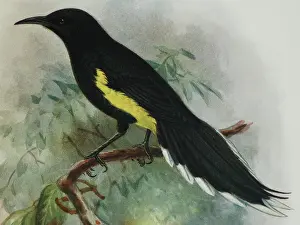 Keulemans: Illustration: Moho, Hawaii. From Rothschild 1907
