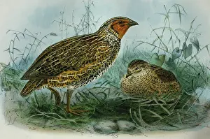 Quails: Illustration: New Zealand Quail. From Buller 1873