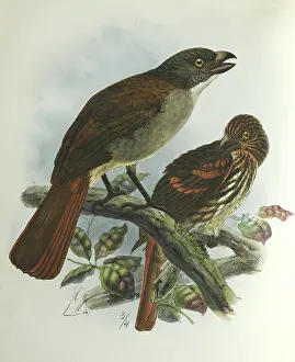 Keulemans: Illustration: New Zealand thrush. From Buller 1873