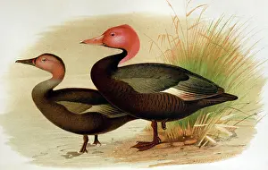 Baker: Illustration: Pink headed duck, India - from Baker