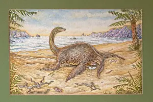Plesiosaur: Illustration - Plesiosaur laying her eggs on a