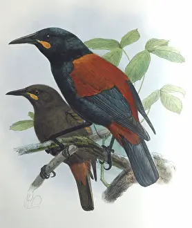 Carunculatus: Illustration: Saddleback, New Zealand. From Buller