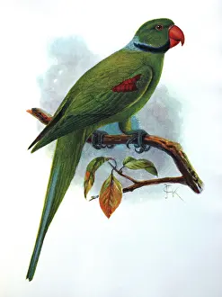 Keulemans: Illustration: Seychelles parakeet- from Rothschild