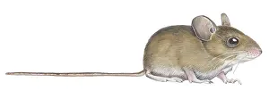 Musculus: Illustration of a sitting House Mouse (Mus musculus)