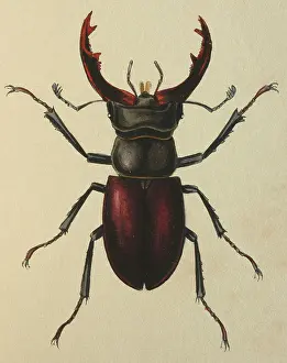 Armour: Illustration: Stag beetle (male)