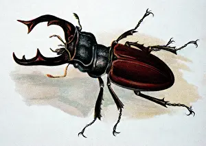 Segments: Illustration: Stag Beetle (male)