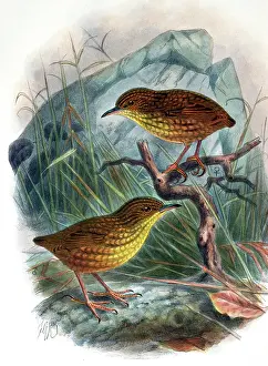 Keulemans: Illustration: Stephen Island Wren, New Zealand