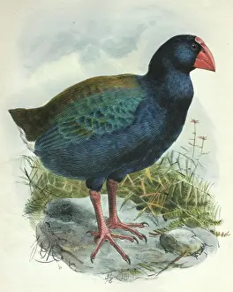 Keulemans: Illustration: Takahe. From Rothschild 1907, original