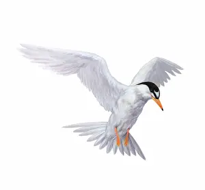 Drawing: Tern