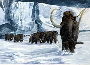 Mammoth: Illustration - WOOLLY MAMMOTHS in snow