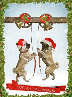 Ropes: An imaginative portrayal of pugs as bell ringing, bringing C