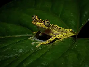 Glances: Imbabura Tree Frog (Boana picturata), Peru