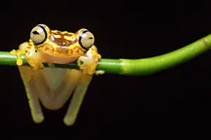 Suspend: Imbabura tree frog (Hypsiboas picturatus), Choce
