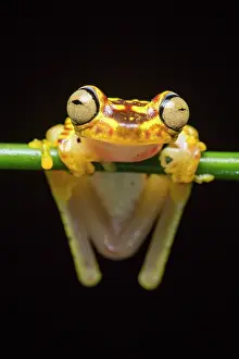 Suspend: Imbabura tree frog (Hypsiboas picturatus), Choce