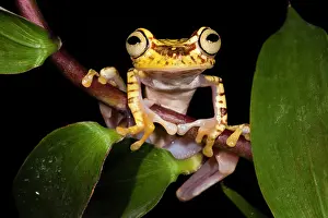 Picturatus: Imbabura Treefrog (Hypsiboas picturatus)