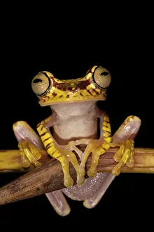 Picturatus: Imbabura Treefrog (Hypsiboas picturatus)