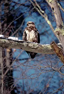 Leucocephalus: Immature Bald Eagle