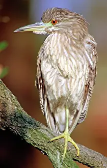 Blackcrowned: Immature Black-crowned Night-Heron