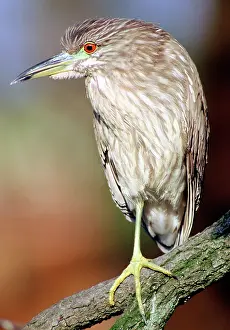 Blackcrowned: Immature Black-crowned Night-Heron