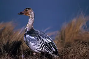 Cyanopterus: Immature Blue Goose