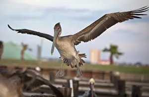 Launch: Immature Brown Pelican in Flight