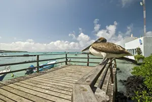 Urinator: Immature brown pelican on pier