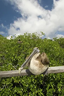 Urinator: Immature brown pelican on pier
