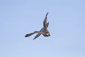 Cooper: Immature Cooper's Hawk in flight