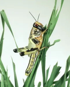 Locust: Immature desert locust
