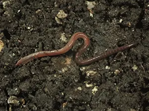 Aeration: An immature earthworm